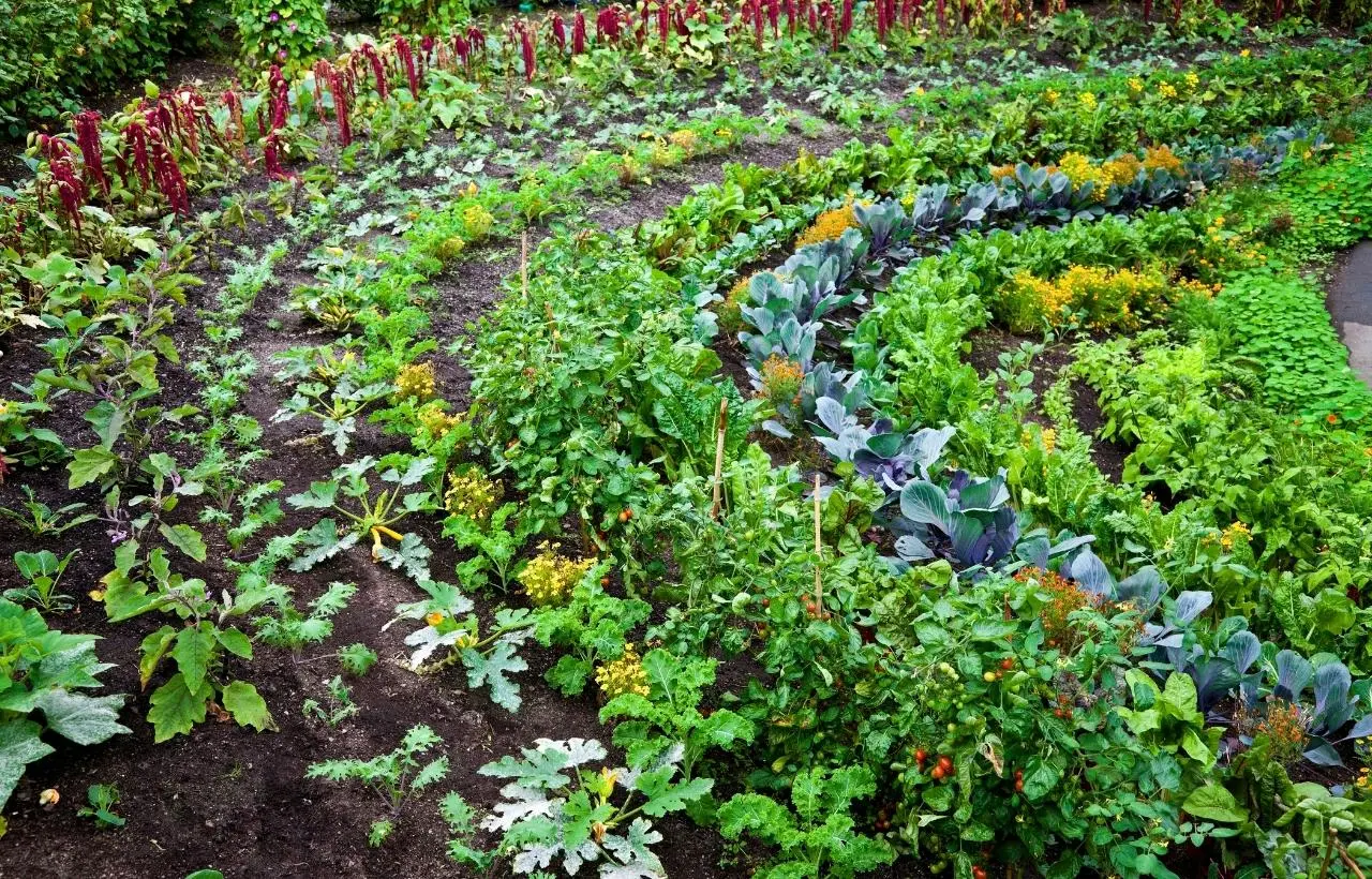 Permaculture in Mauritius: Designing Food Sovereignty for a Resilient Island Future