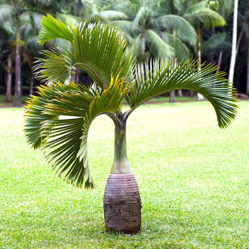 Bottle Palm