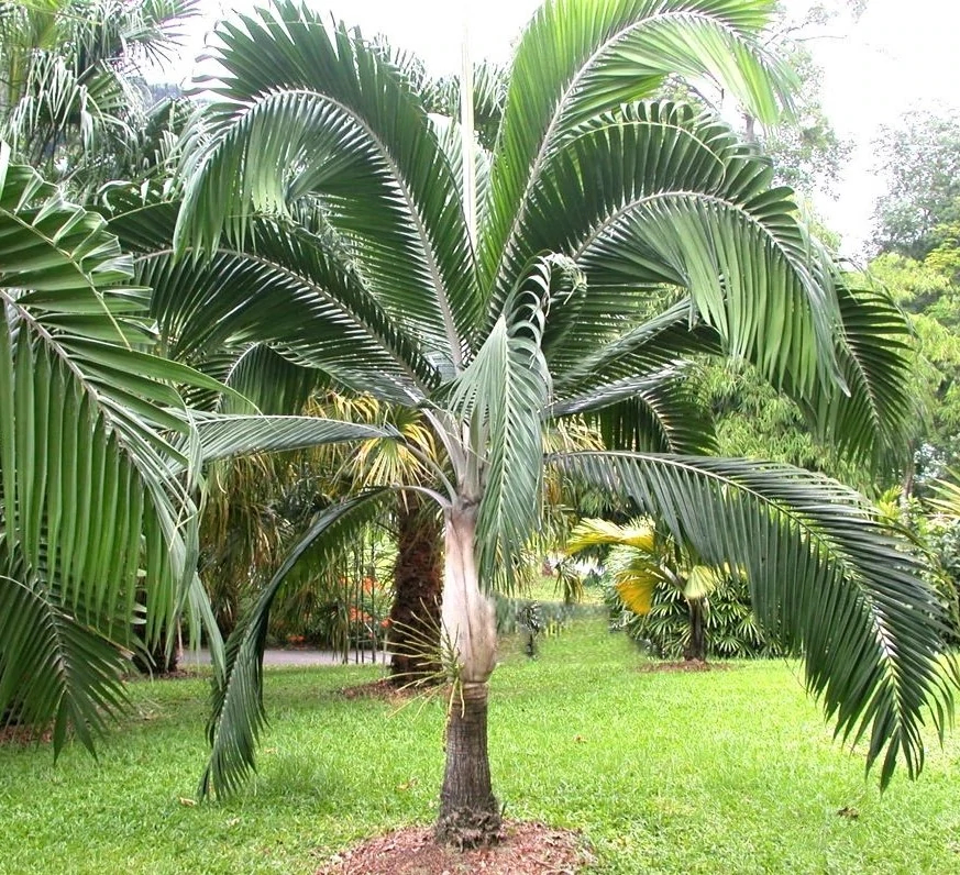 Hurricane Palm