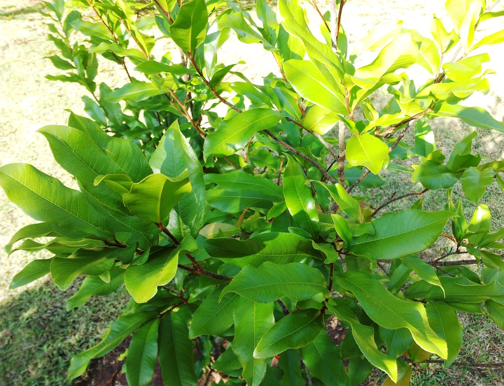 Bois Bouquet Banané