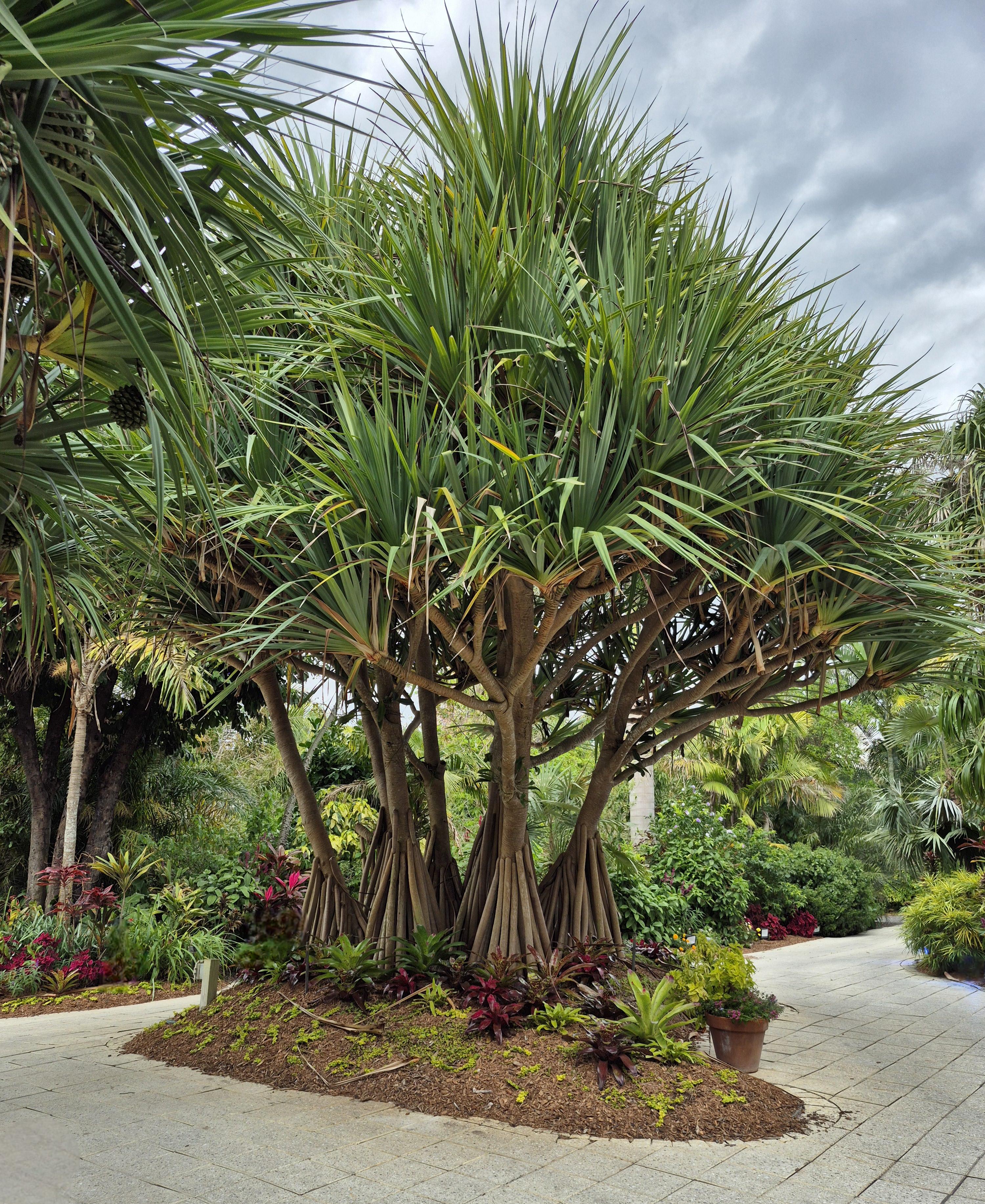 Round Island Screwpine