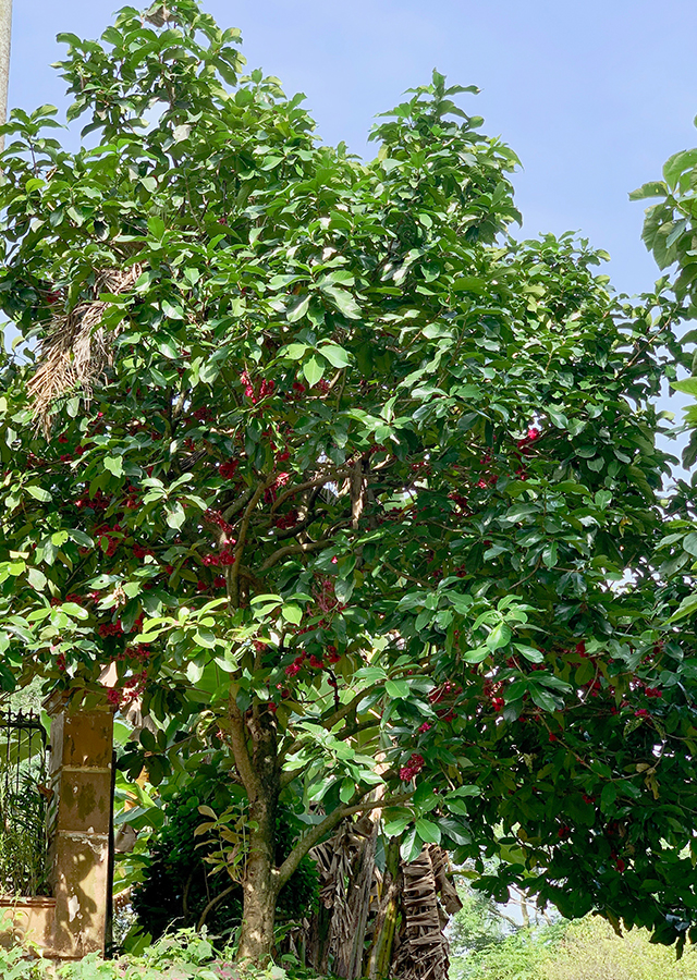 Apple Tree