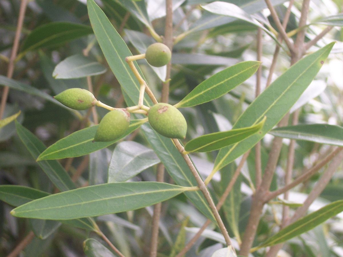 Native Olive