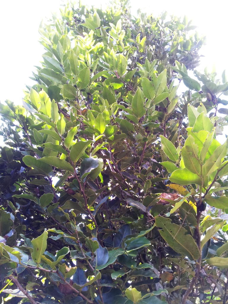 Black Ebony (Marbled)