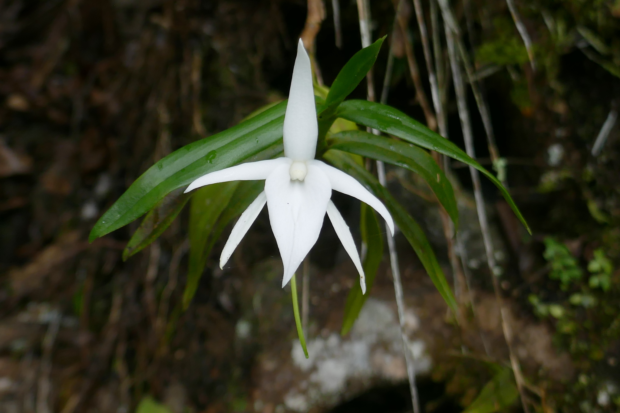 Mauritius Angraecum